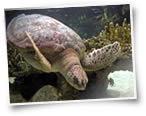 tartaruga caretta caretta a lampedusa